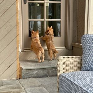 Meet your Posher, Thomas